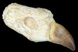Fossil Rooted Mosasaur (Prognathodon) Tooth - Morocco #174339-1